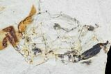 Partial Fossil Pea Crab (Pinnixa) From California - Miocene #105023-1